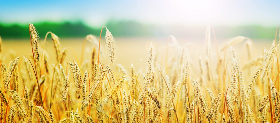 Yellow wheat field in sunny day